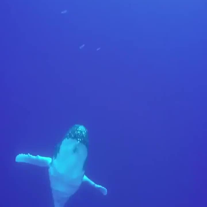 A whale jumping out of the water