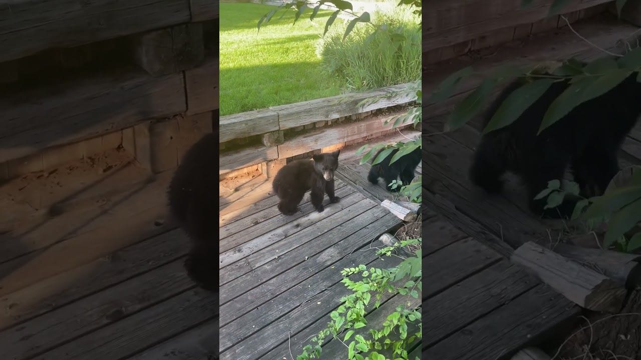 Adorable Mama Bear And Her Cubs Walk Through Man's Backyard
