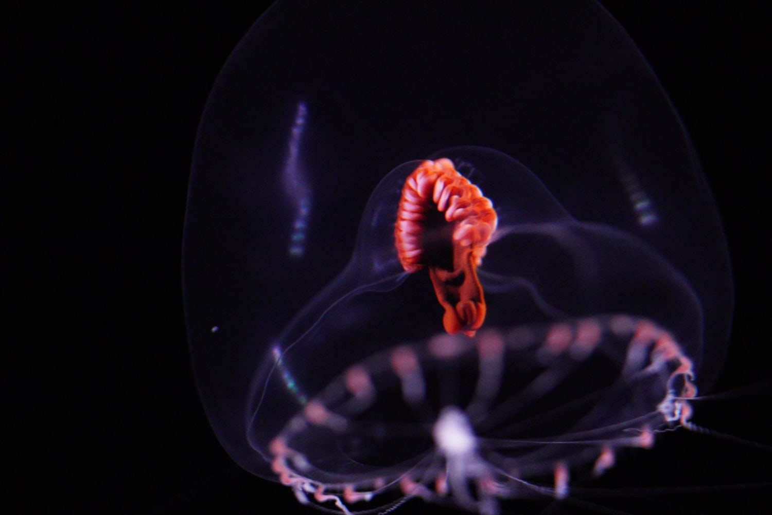 The Snow Globe Jelly (Modeeria Rotunda) has a Red Gut that helps it disguise the bioluminesce of its prey. This combined with its clear body make the animal look like a Brain floating in a Jar. These are currently on display at the Monterey Bay Aquarium apart of the new "Into the Deep" Exhibit.