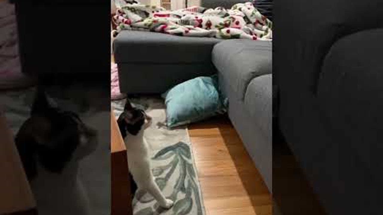 Cat With Cerebellar Hypoplasia Determined to Climb Couch || ViralHog