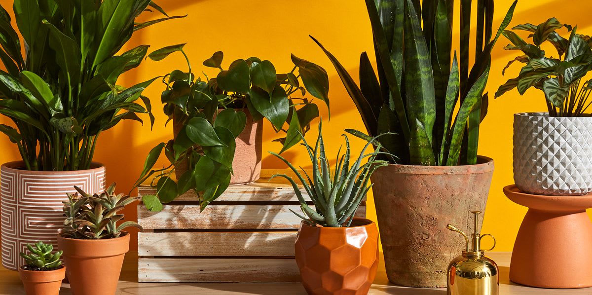 The Best Indoor Plants for Every Room in Your House