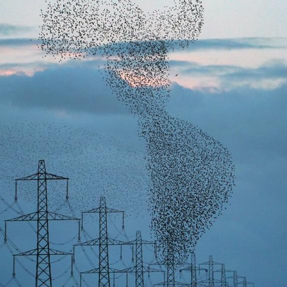 In pictures: Starlings put on aerial show