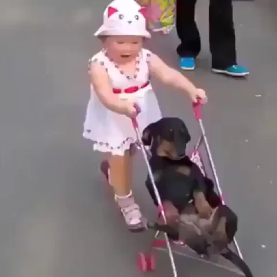 I think this dog's life is also very happy, what do you think?