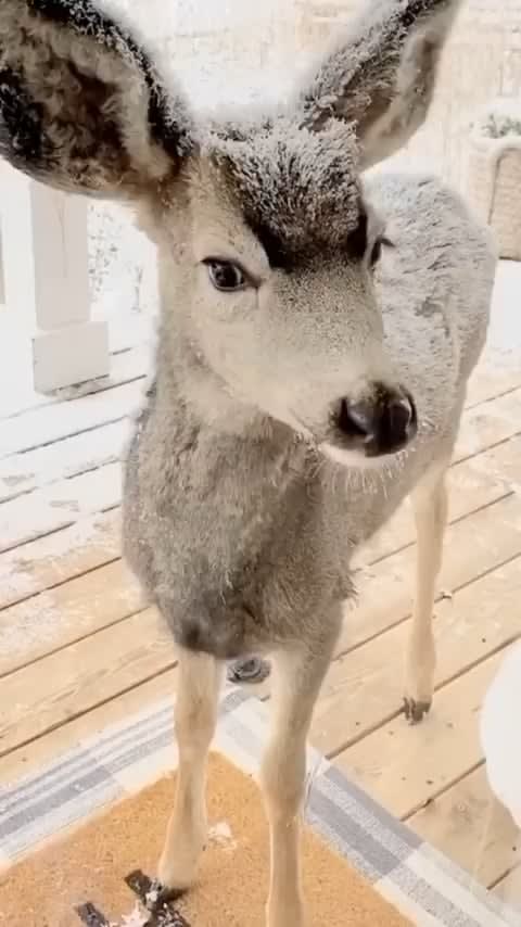 Gorgeous deer wanted to invite herself in