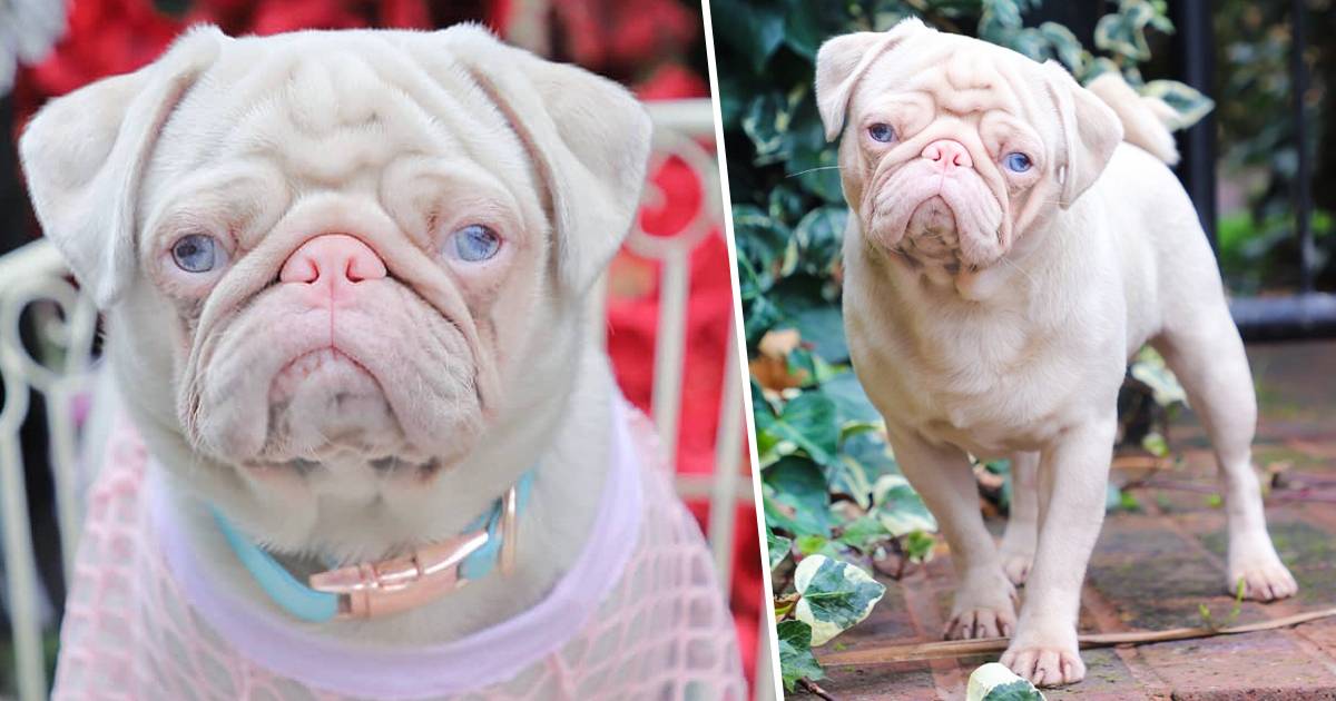 Rare Pink Pug Called Milkshake Is One Of Less Than 100 In The World