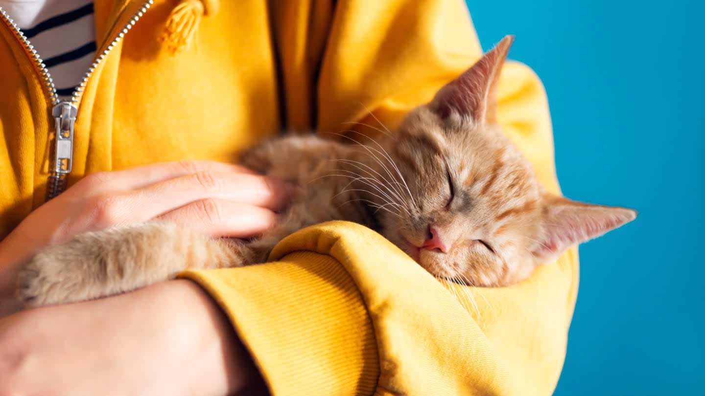 10 Scientific Benefits of Being a Cat Owner