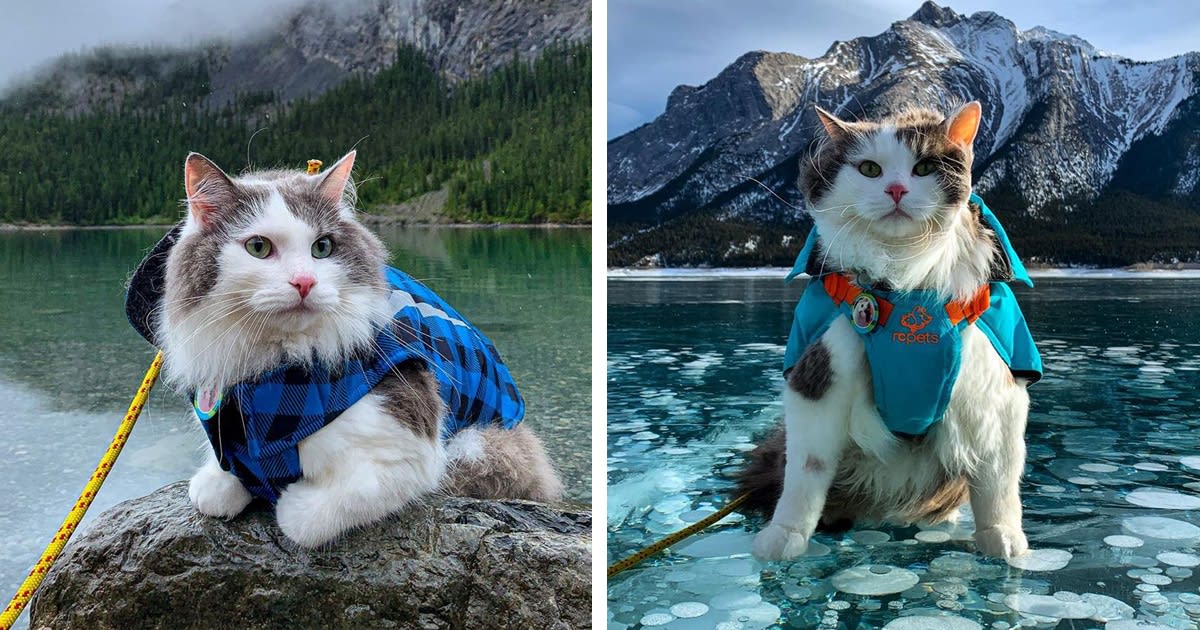 Meet Gary, the Hiking Rescue Cat Who Goes on Pawsome Mountain Adventures