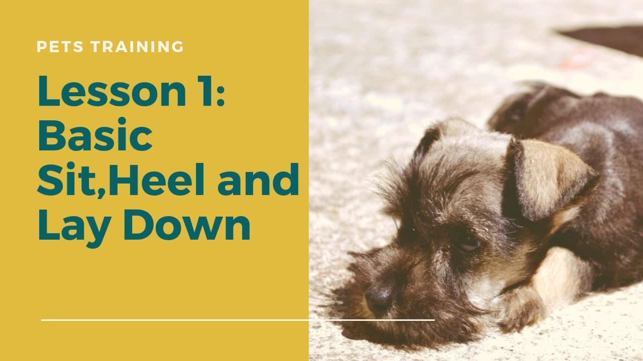 Basic Sit,Heel and Lay Down Training