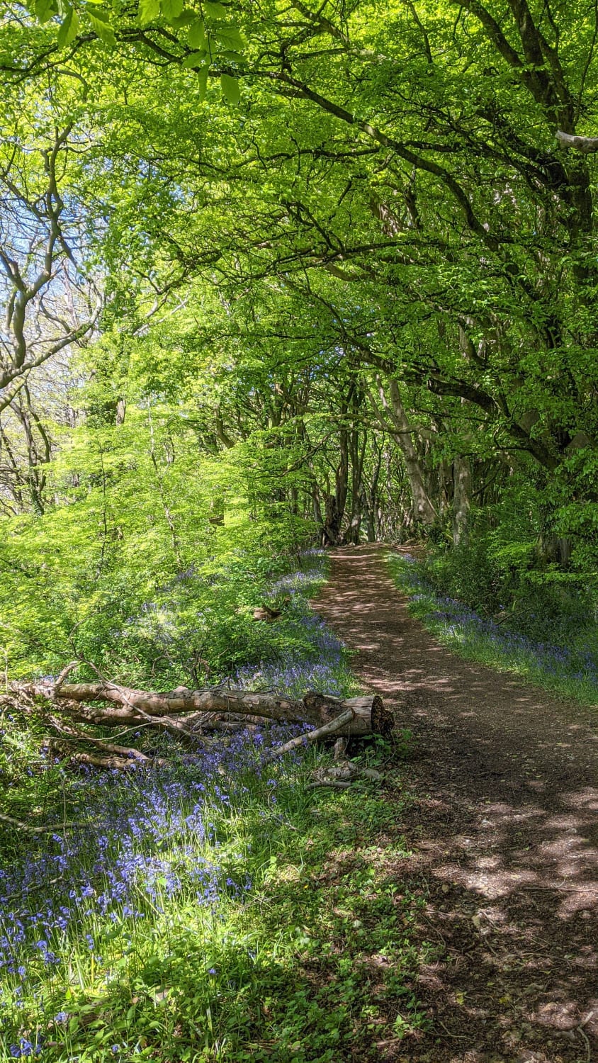Bluebell Pathway in "The Shire"