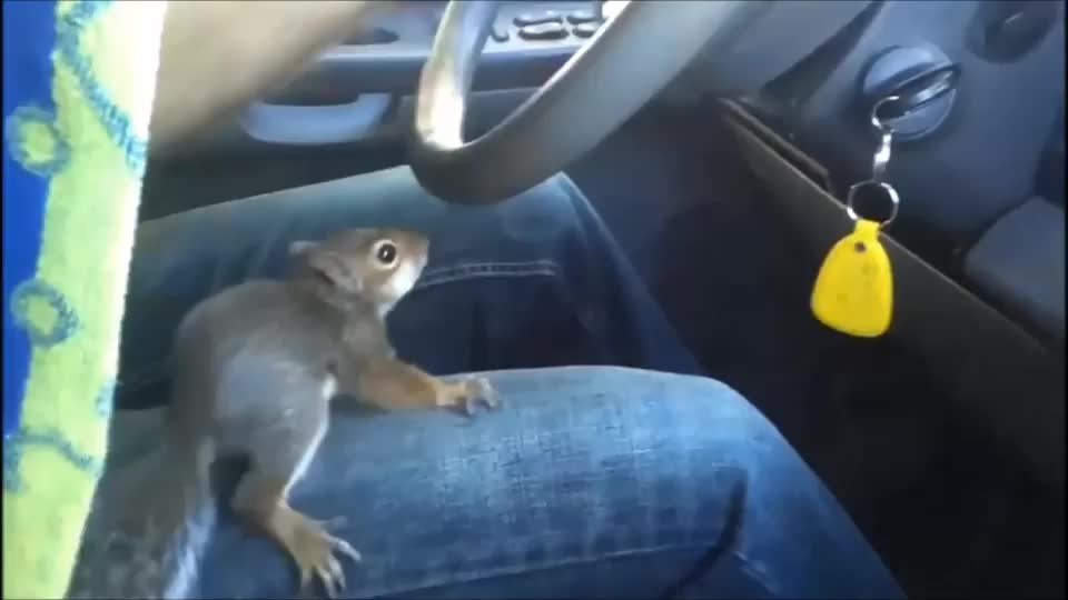 Sometimes the steering gets a little squirrely