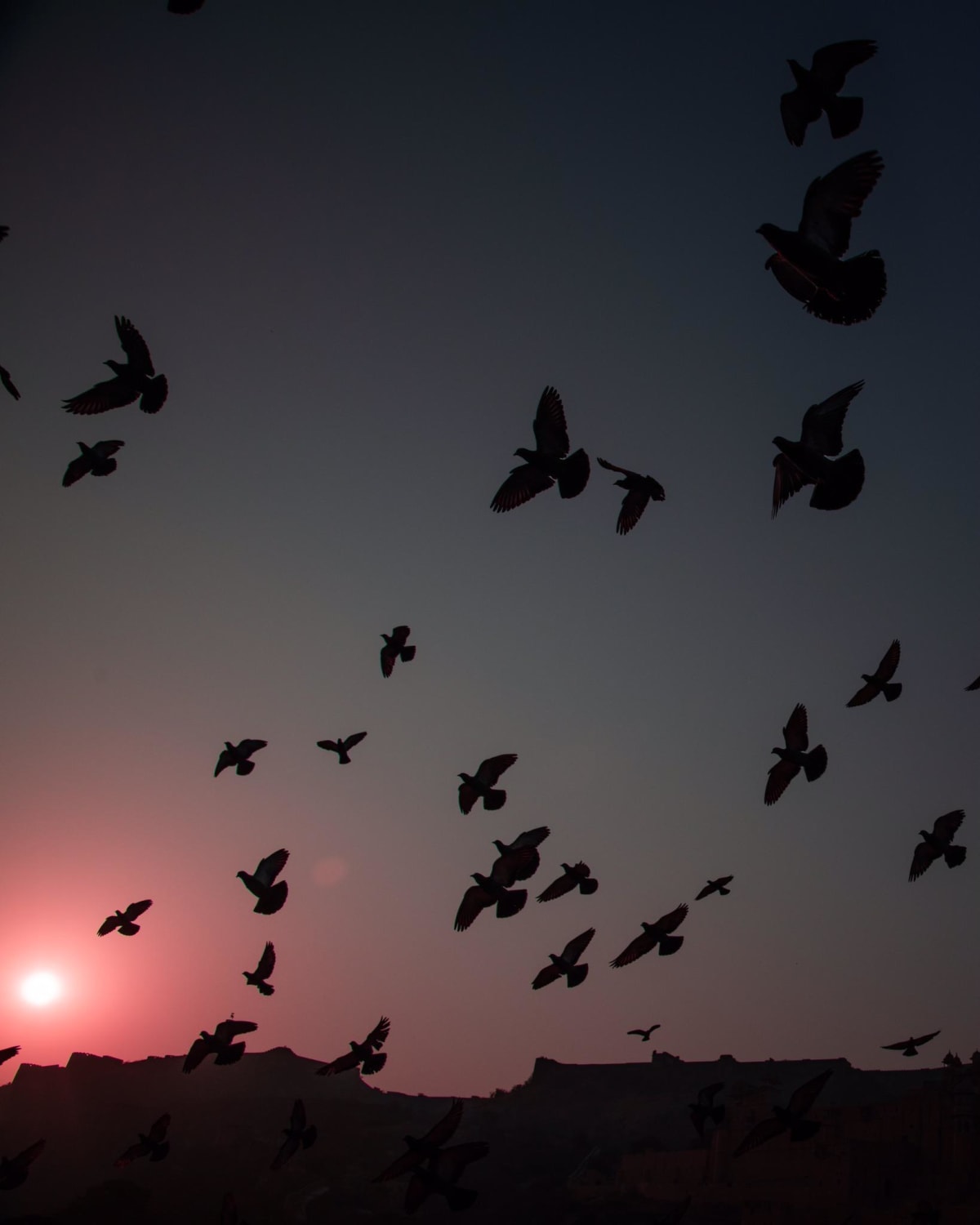 Doves in the sunset over Amer Fort, Jaipur, India (It could be anywhere though).