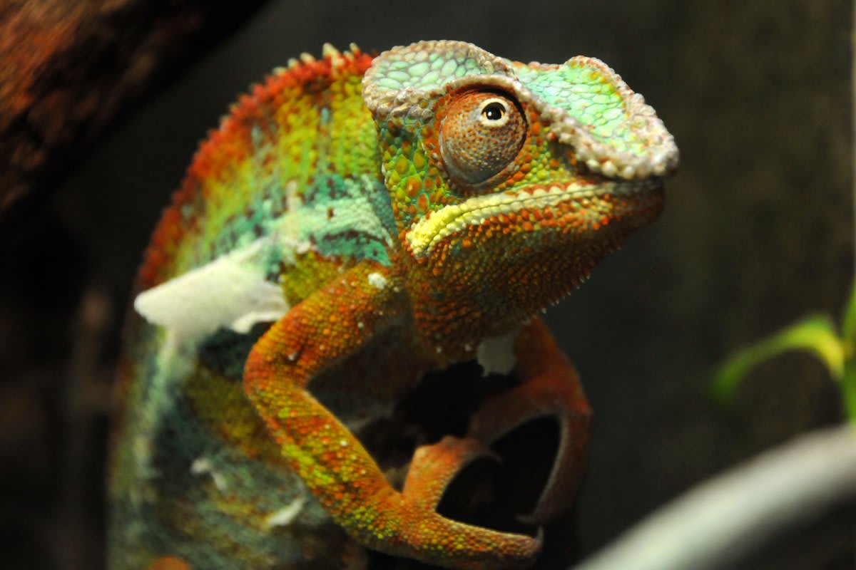 Meet the panther chameleon! It's native to the forests of Madagascar, where it spends its time basking in the Sun, awaiting opportunities to snatch prey with quick-striking, mucus-coated tongue—which can sometimes be longer than its body! [📸: Joachim S. Müller, flickr]