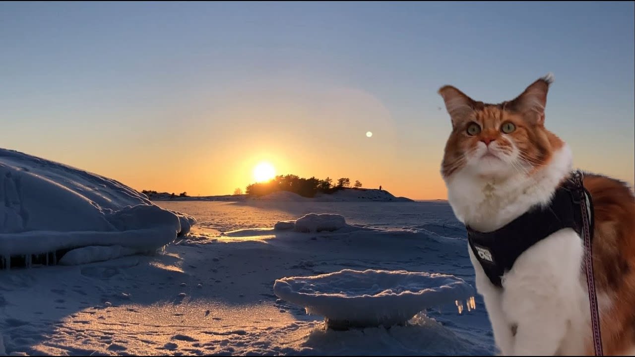 Maine Coon Cat: Exploring The Frozen Baltic Sea