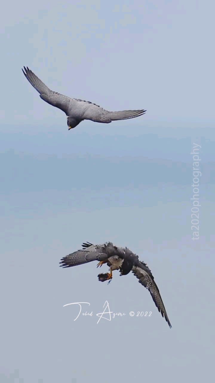 Peregrine Falcon Dad Transfers Meal To Mom