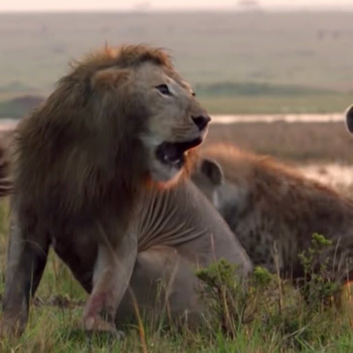 Lion's Battle With More Than 20 Hyenas Is This Year's Most Gripping Nature Video