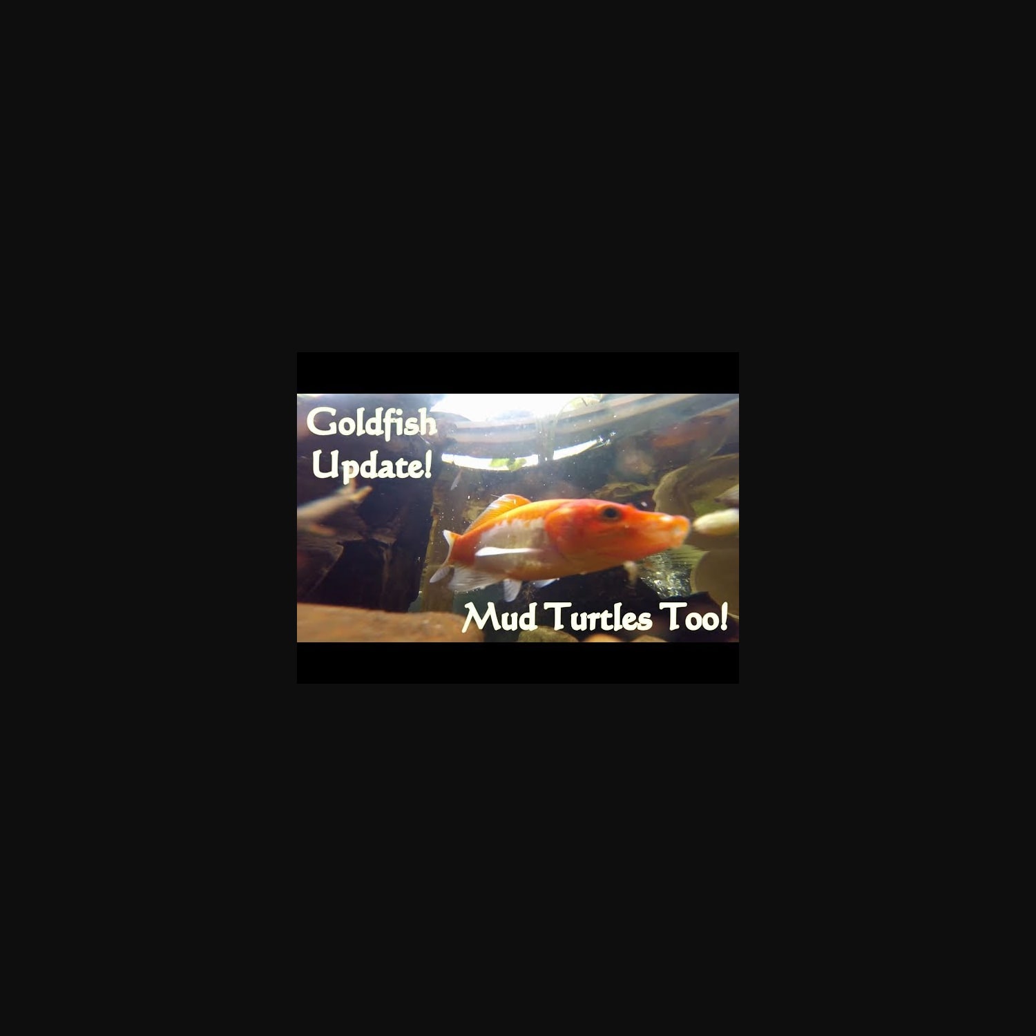 Goldfish and Mud Turtles