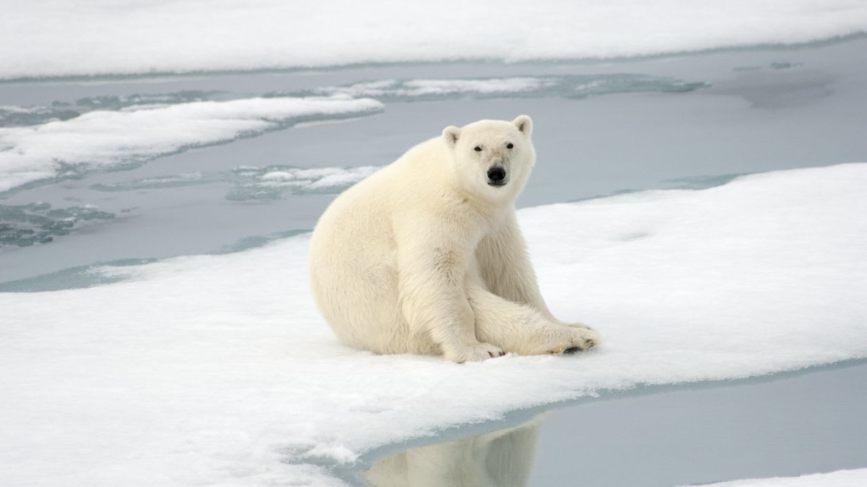 Watch How Researchers Are Tracking Polar Bears in Russia