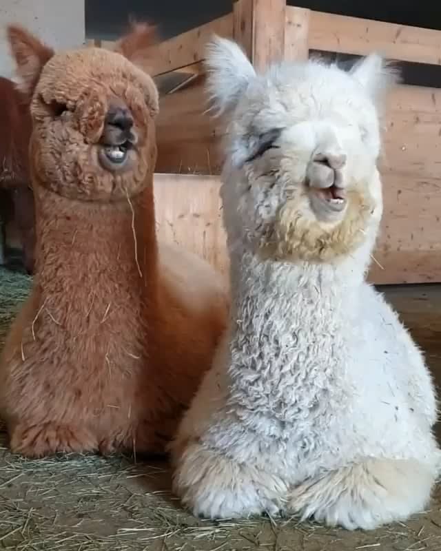 Fluffy llamas eating