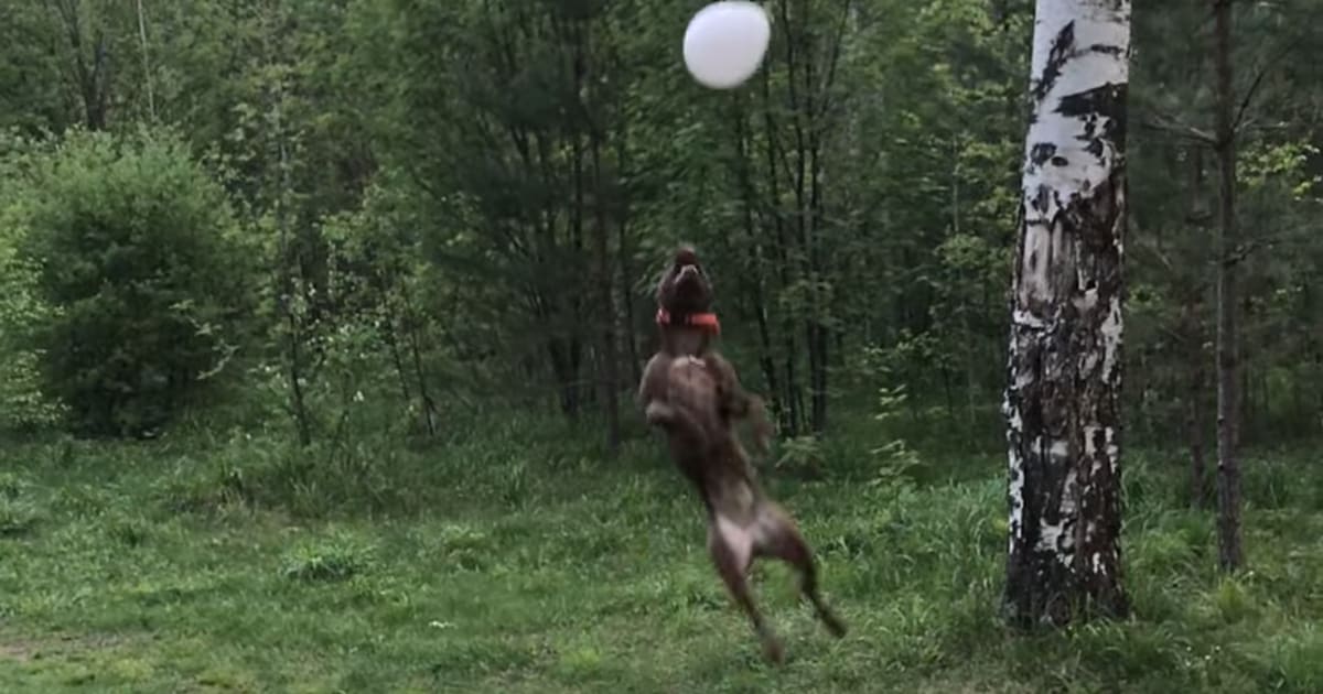 Watch this dog play with a balloon for 42 seconds of calm