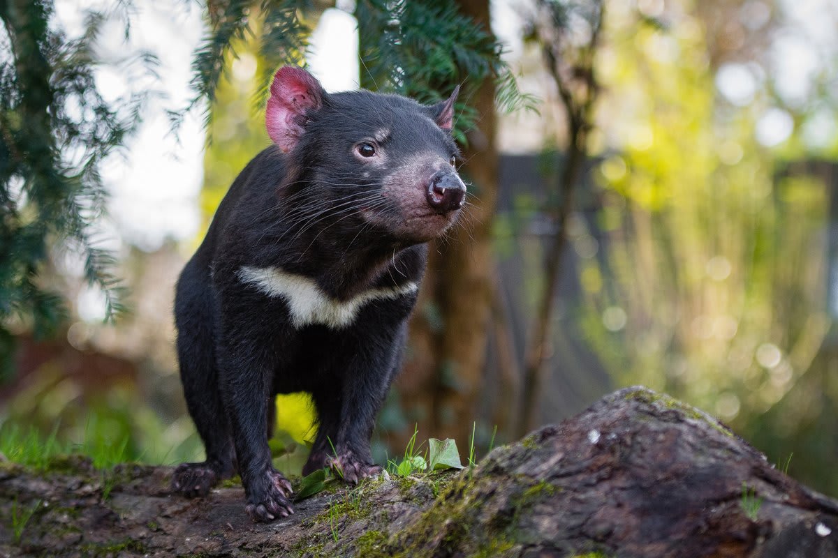 The Tasmanian devil needs no introduction. This rambunctious animal is known for its bold temper, haunting calls, and impressive bite. It’s the world’s largest extant carnivorous marsupial, and it eats almost anything it comes across—bones and all! [📸: Mathias Appel]