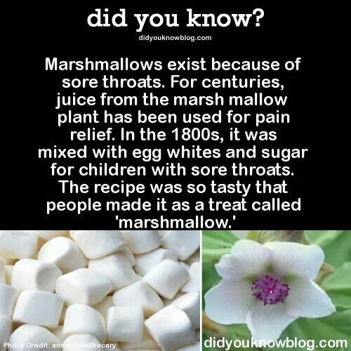 Marshmallows!! | Fun facts, Weird facts, Wow facts