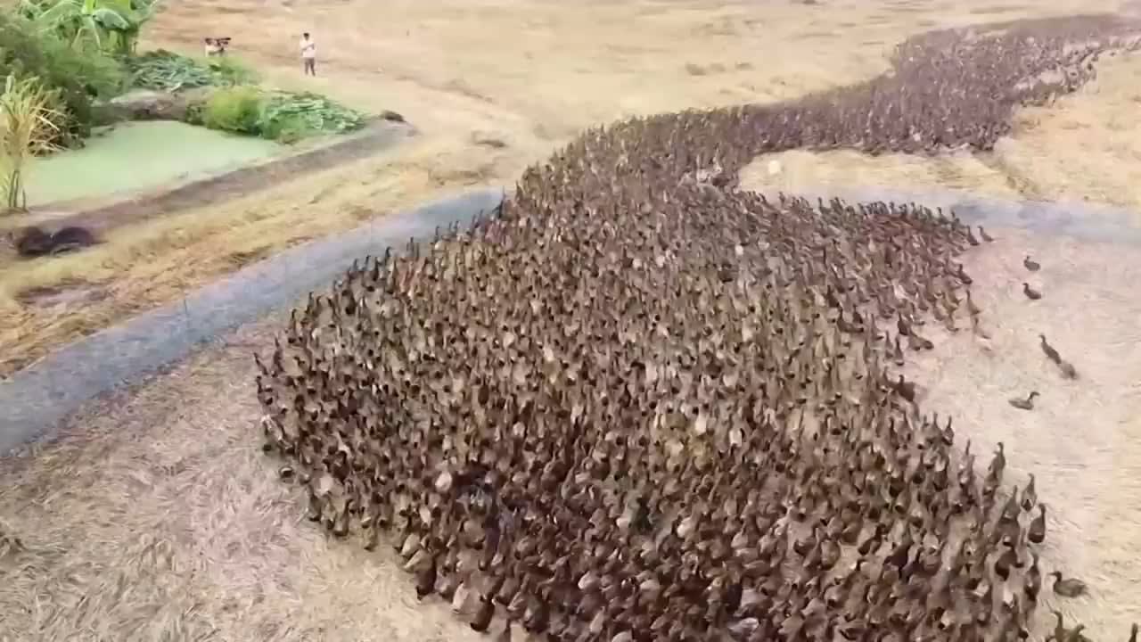 Thousands of ducks released to protect Thai rice fields from pests