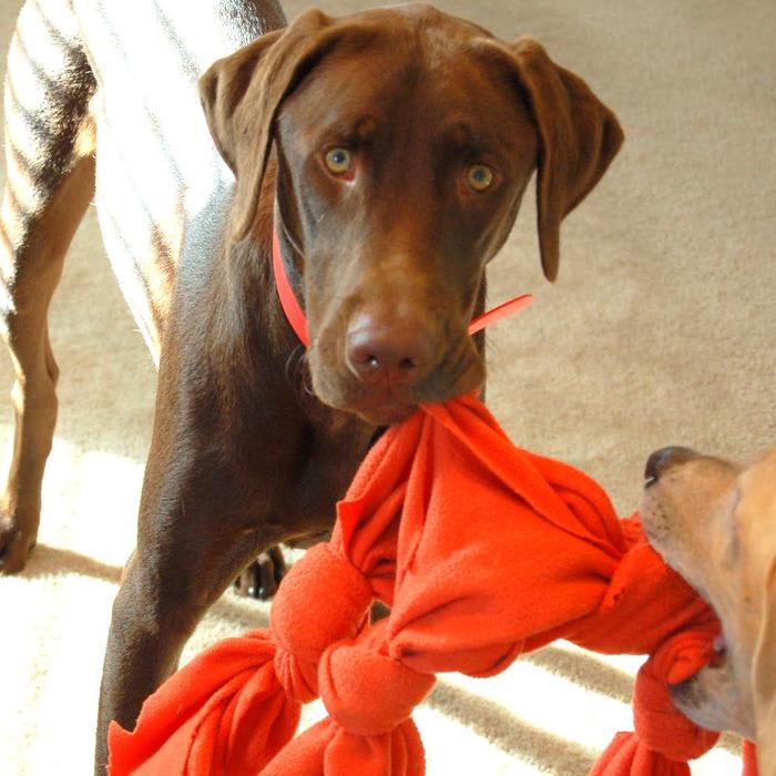 33 Dog Toys You Can Make From Things Around the House