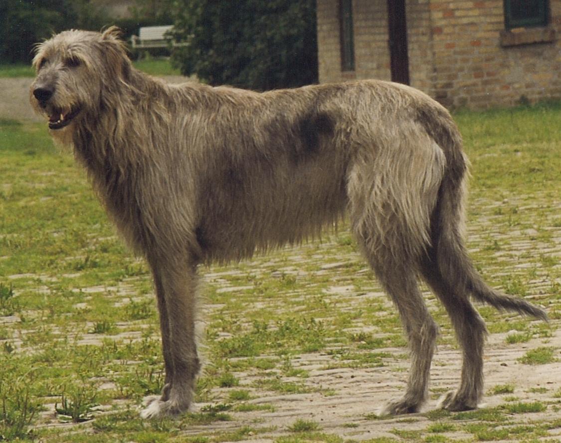 In AD 393 Roman senator Quintius Aurelius Symmachus described how 'Seven dogs of the Scotti (Irish) were brought to Rome and astonished on-lookers, who believed they must have been brought in iron cages'. (Irish wolfhound image by Tirwhan CC BY-SA 3.0)