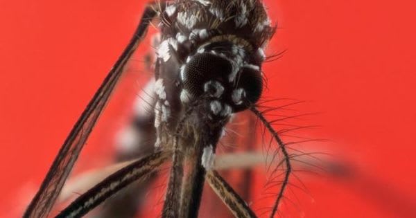 Mosquitoes Don't Like Skrillex, But Listening To His Music Isn't Enough To Keep Them Away
