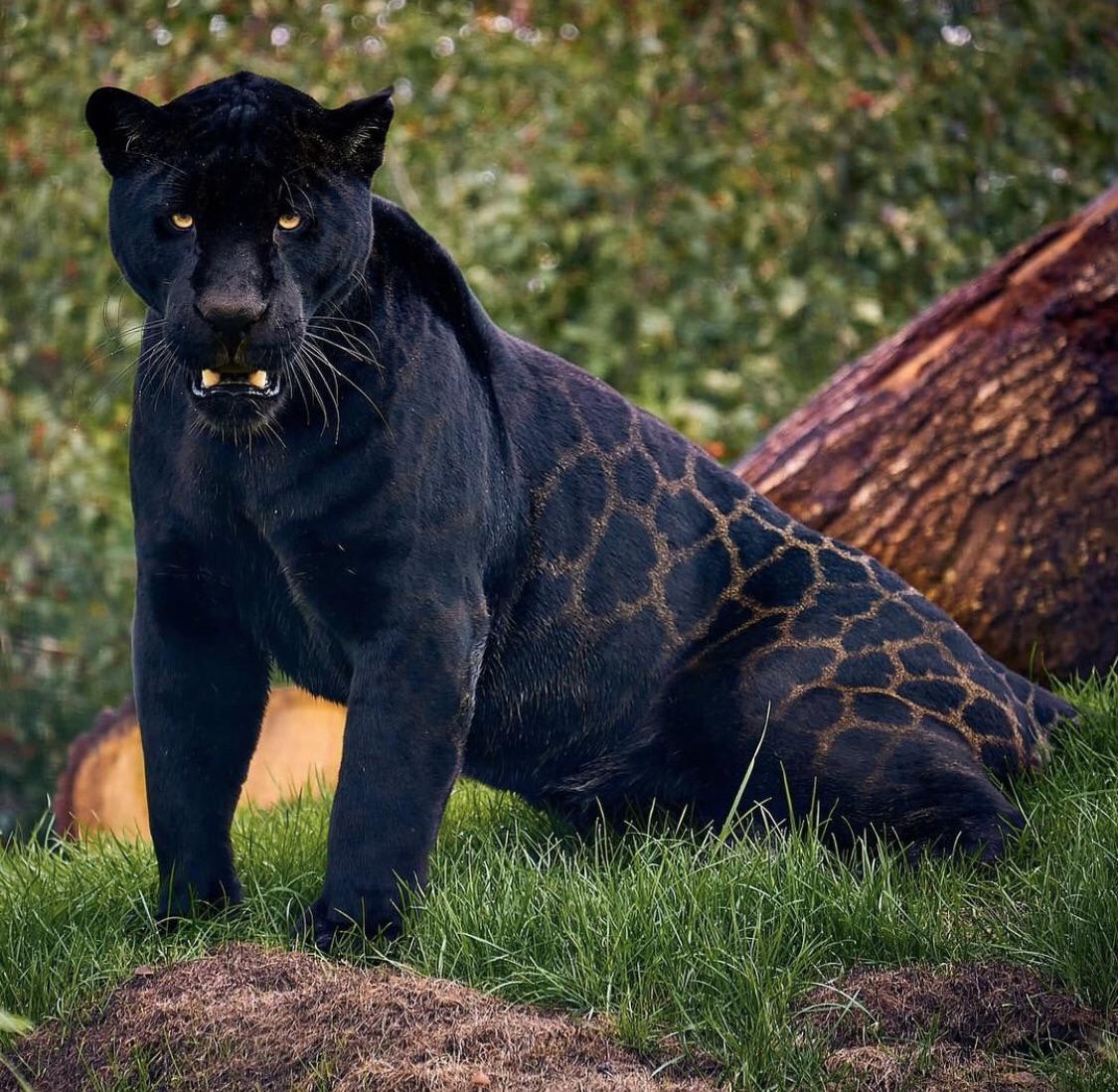 Beautiful Black Jaguar Panther