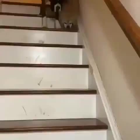 Doggo protects his blind, little brother down some stairs