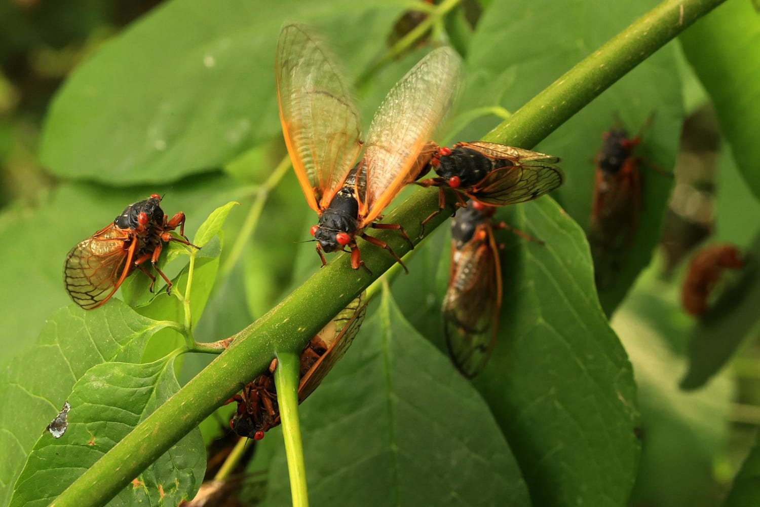 As Brood X Numbers Grow, Cicadas Interfere With Cars, Planes and Radar