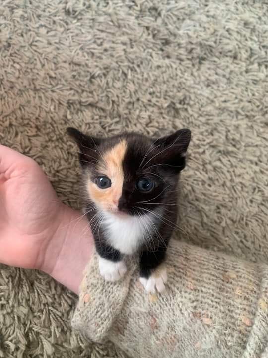Look how cute this kitten is