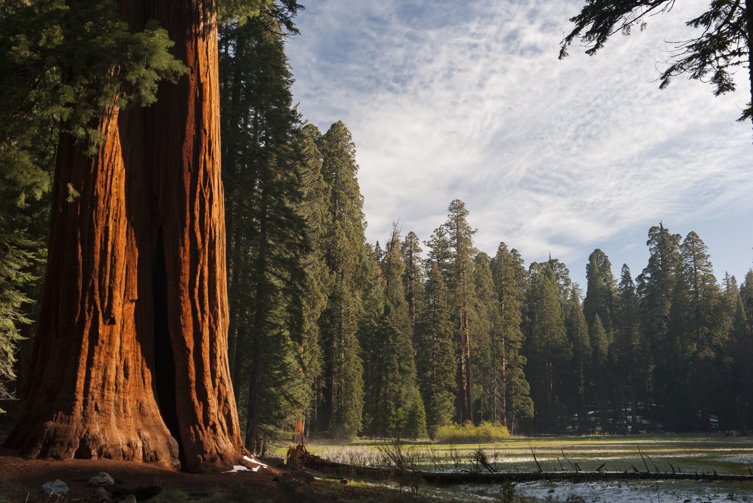 National Parks in California feature volcanoes, deserts, and redwoods.