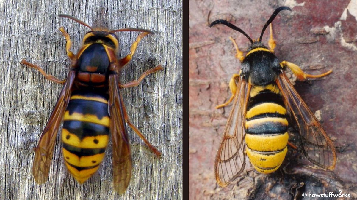 Batesian Mimicry: How Copycats Protect Themselves