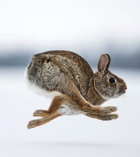 bunny is the best runner