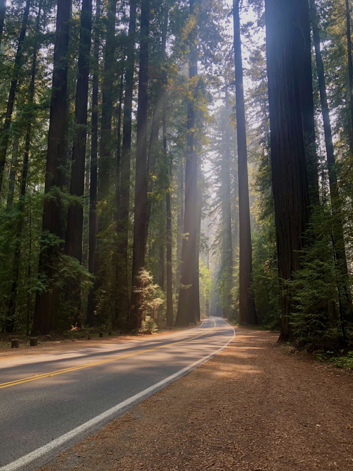 ITAP in the Avenue of the Giants, CA