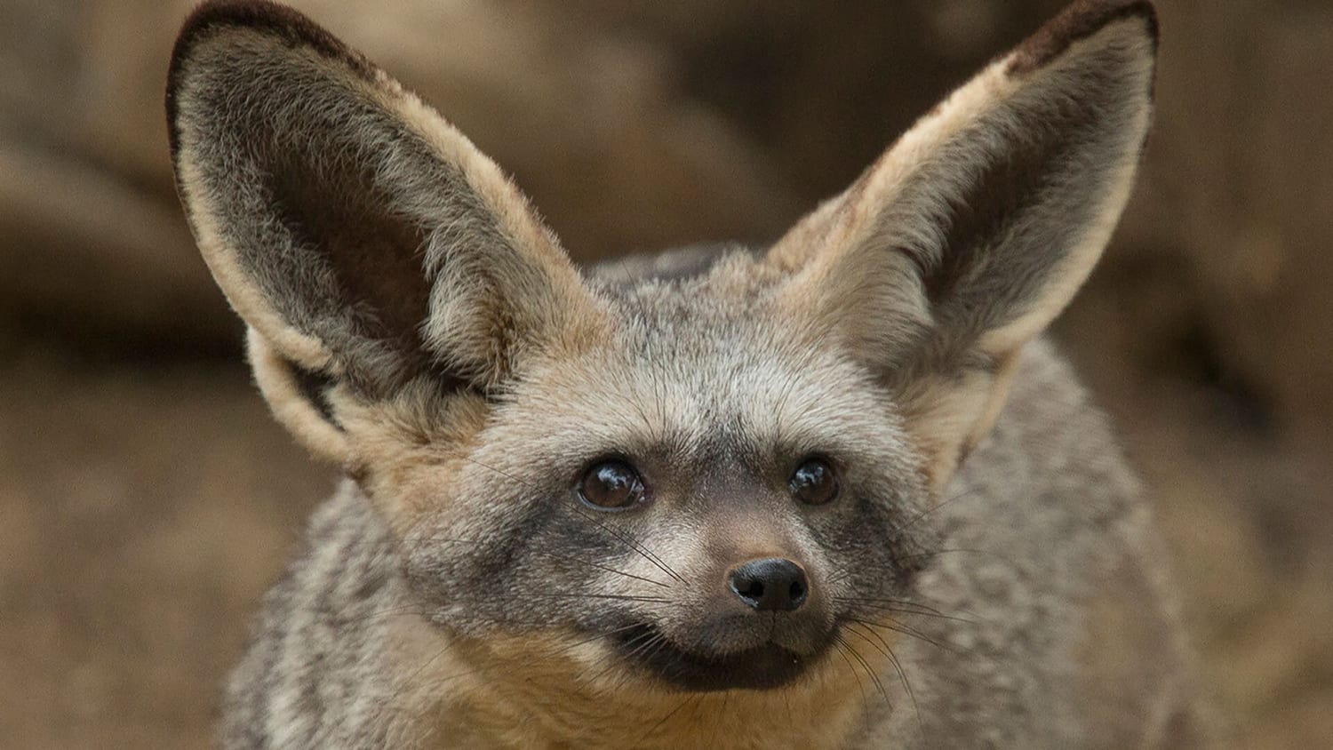 This is a Bat-eared fox, appropriately named for those big fluffy ears.They are relatively small canids ranging in weight from 3 kg to 5.3 kg.Those ears play a role in thermoregulation.Fossil records show this canid to first appear during the middle Pleistocene.They are found on the African savanna.