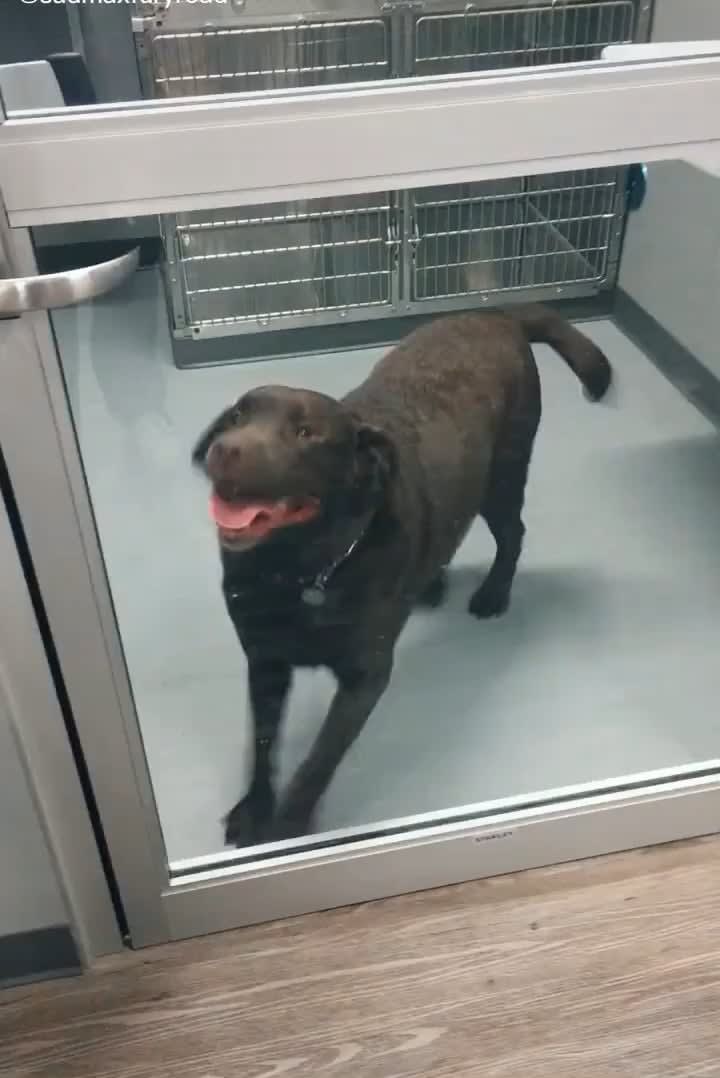 Uncontrollable tippy-taps right before adoption ❤️