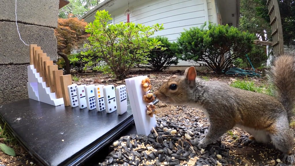 An Intricate Rube Goldberg Chain Reaction Machine That Feeds Squirrels and Other Small Backyard Critters