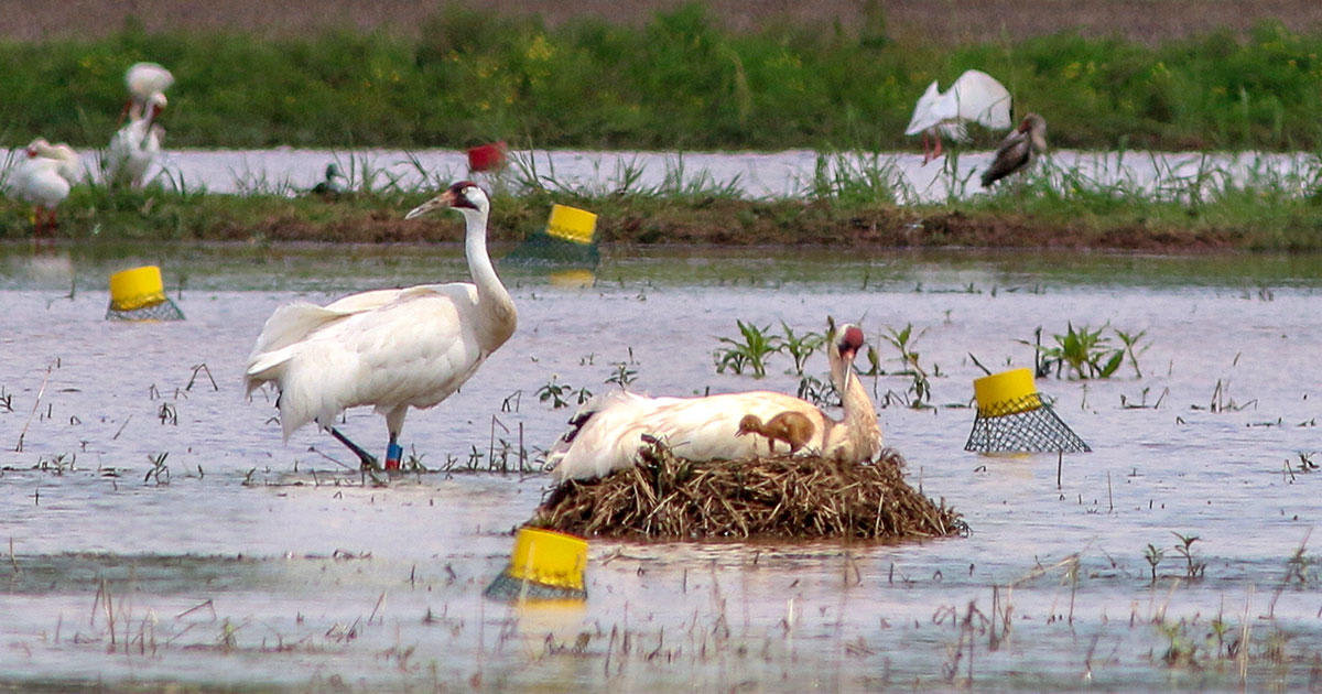 A Whooping Crane's Killer Got Off Easy, Frustrating Conservationists