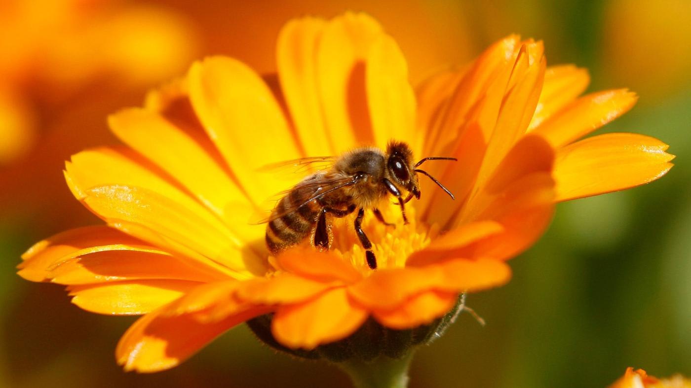 Bees can learn the difference between different styles of art in a single afternoon