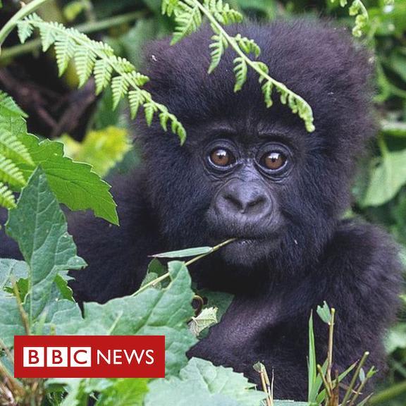 Hope for mountain gorilla and fin whale