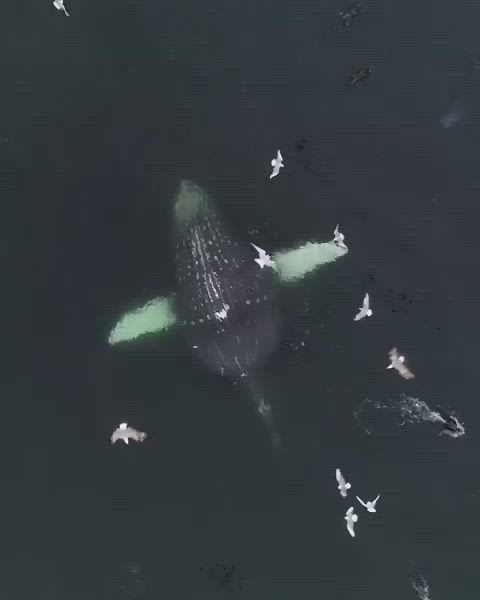 Amazing whales