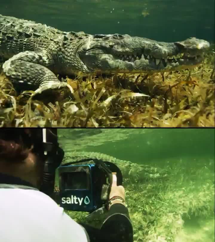 The wildlife filmmaker Russell MacLaughlin does a close encounter with this crocodile and keeping it well in frame
