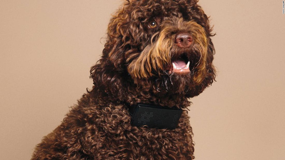 You can now buy a dog collar that will swear every time your dog barks