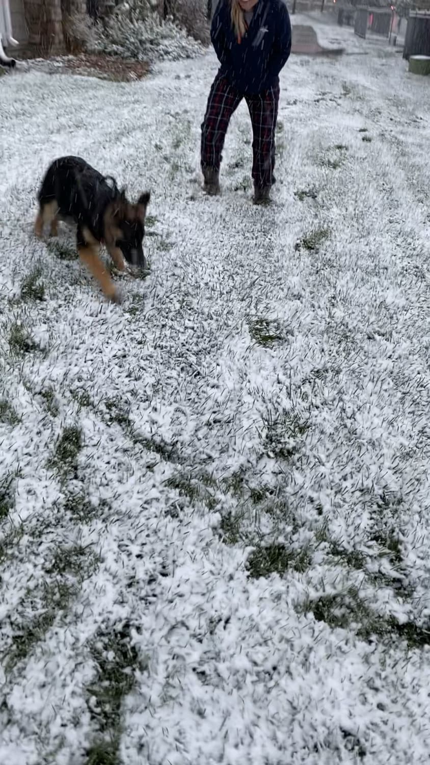 The “first time seeing snow” zoomies!