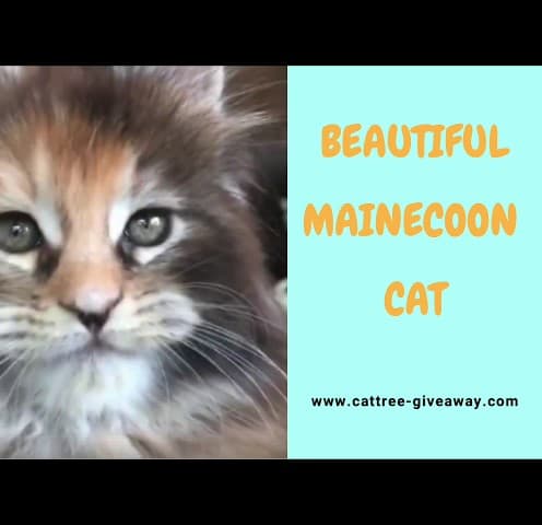 Beautiful Maine Coon Cat Video