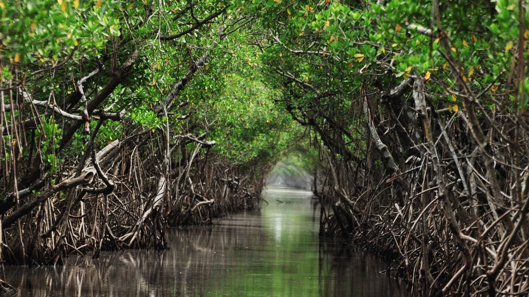 Rapid sea level rise could drown protective mangrove forests by 2100
