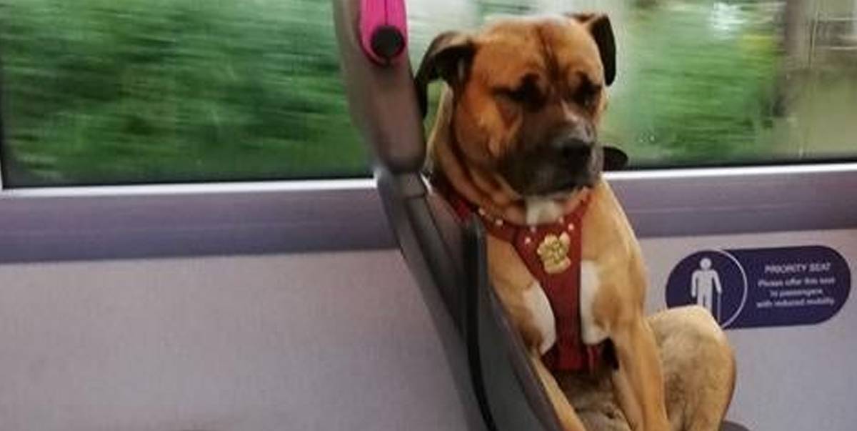 No Owners Come Forward To Claim Heartbroken Dog Who Boarded Bus Alone